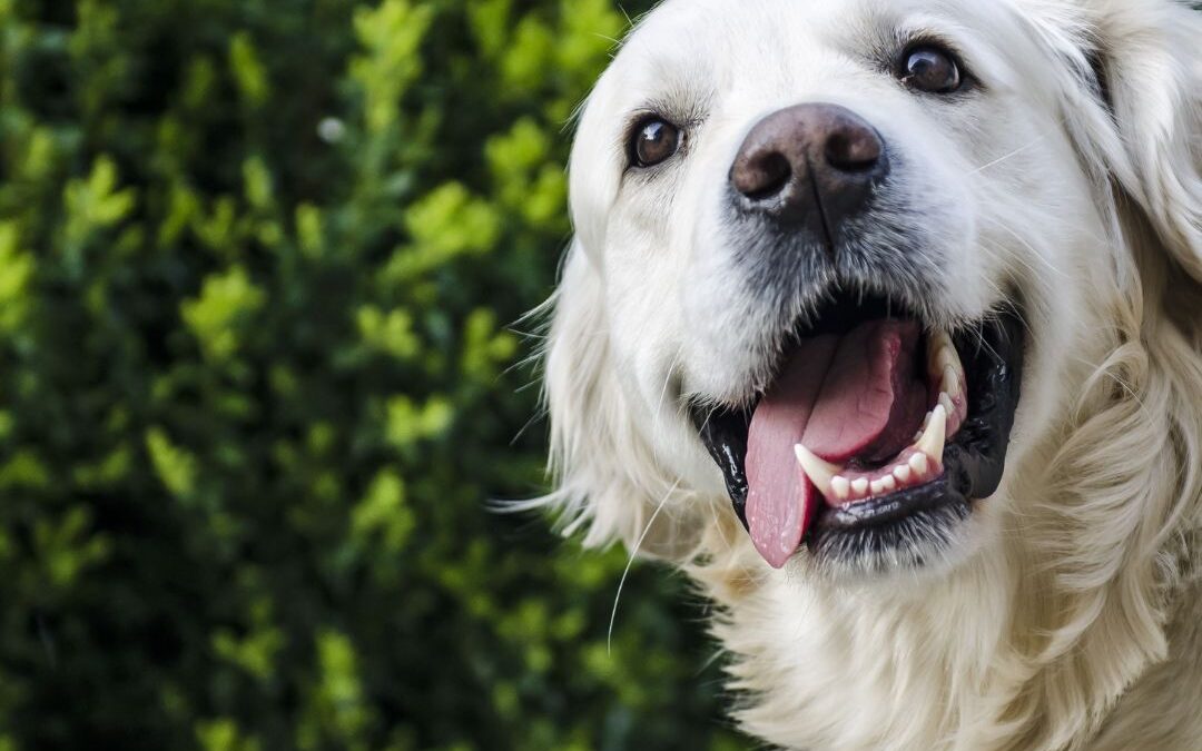 🐾 Reflections Holidays: Where Triathletes and Their Dogs Feel at Home