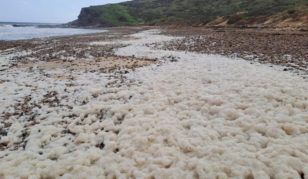 Algal Bloom Update – South Australia