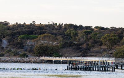 South Australian Standard Distance Championships crowned